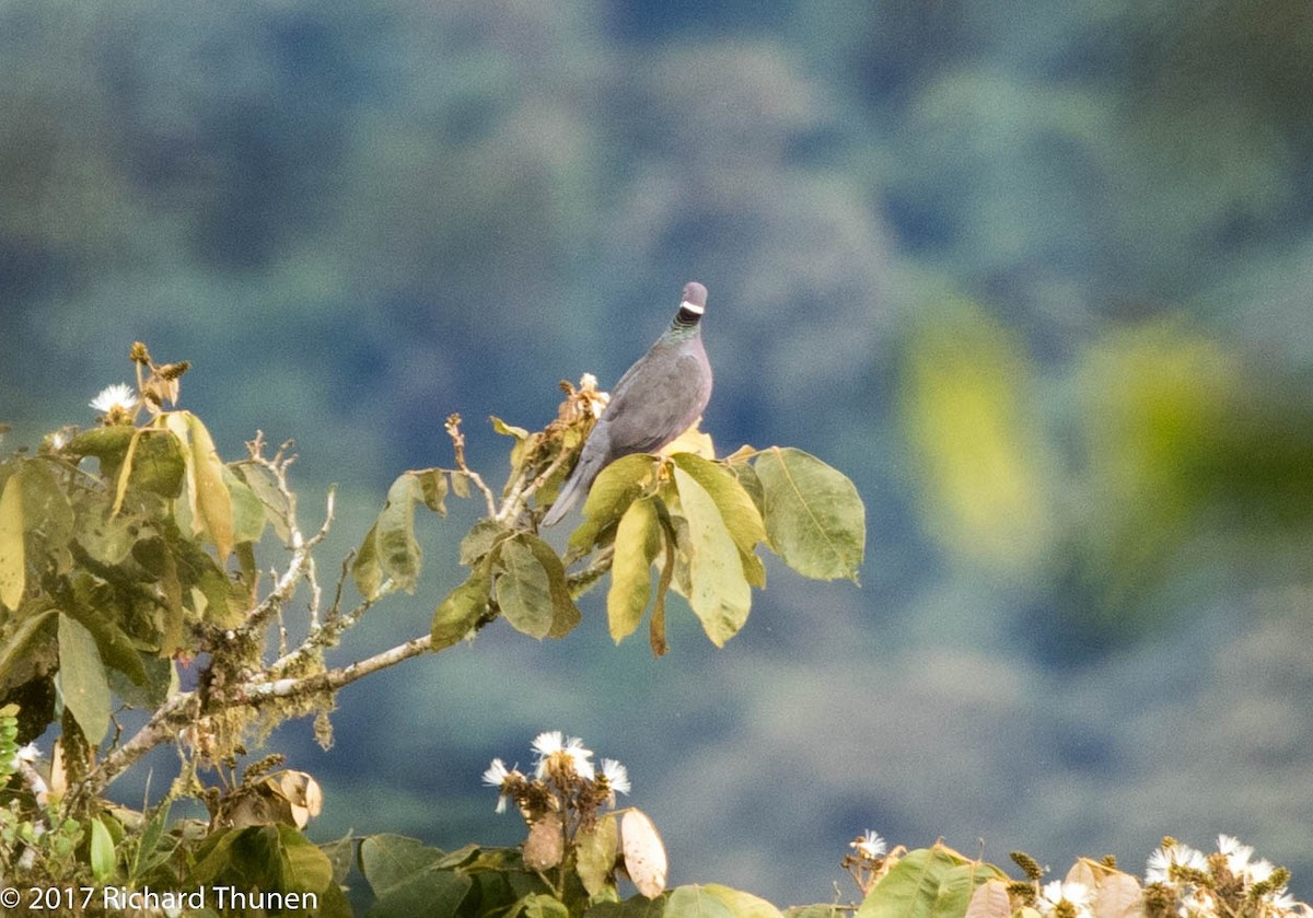 Band-tailed Pigeon - Richard Thunen