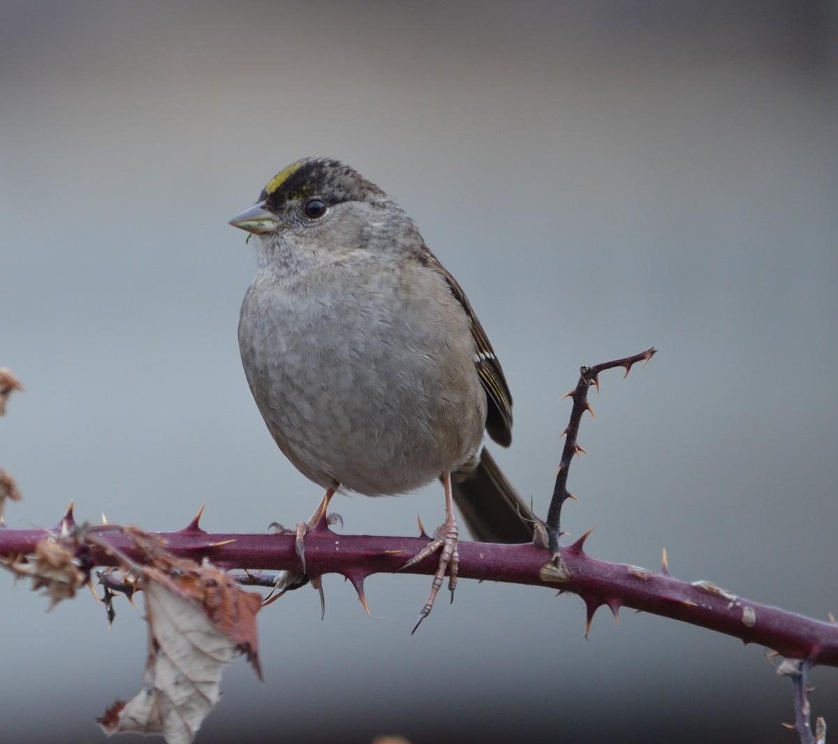 Golden-crowned Sparrow - ML308078951