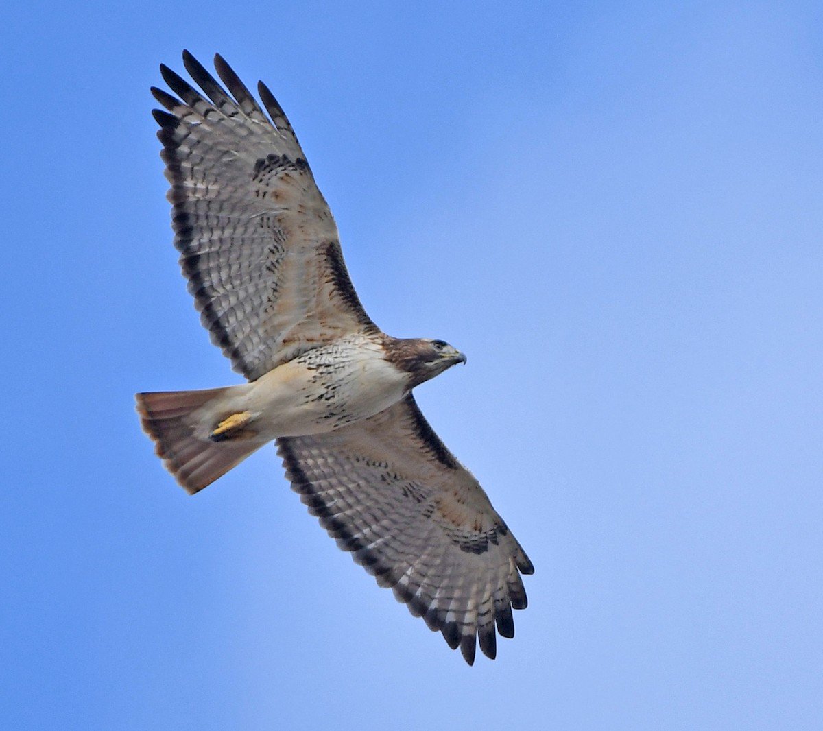 Red-tailed Hawk - Jeremy Cohen