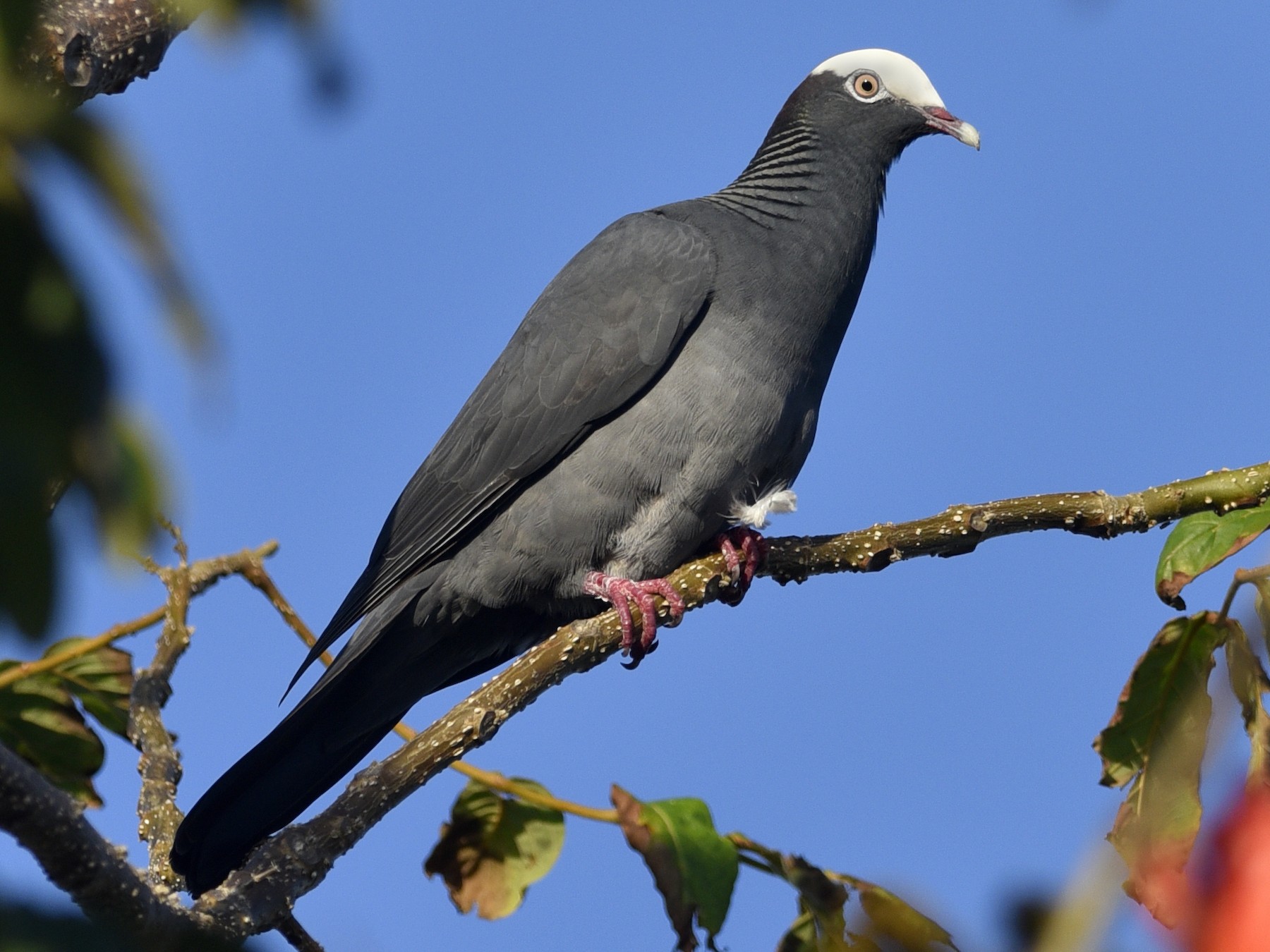 white pigeons