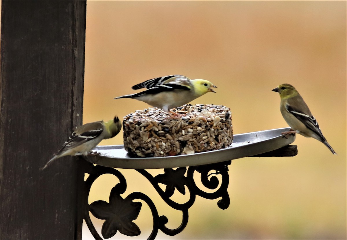 American Goldfinch - Mike Riley