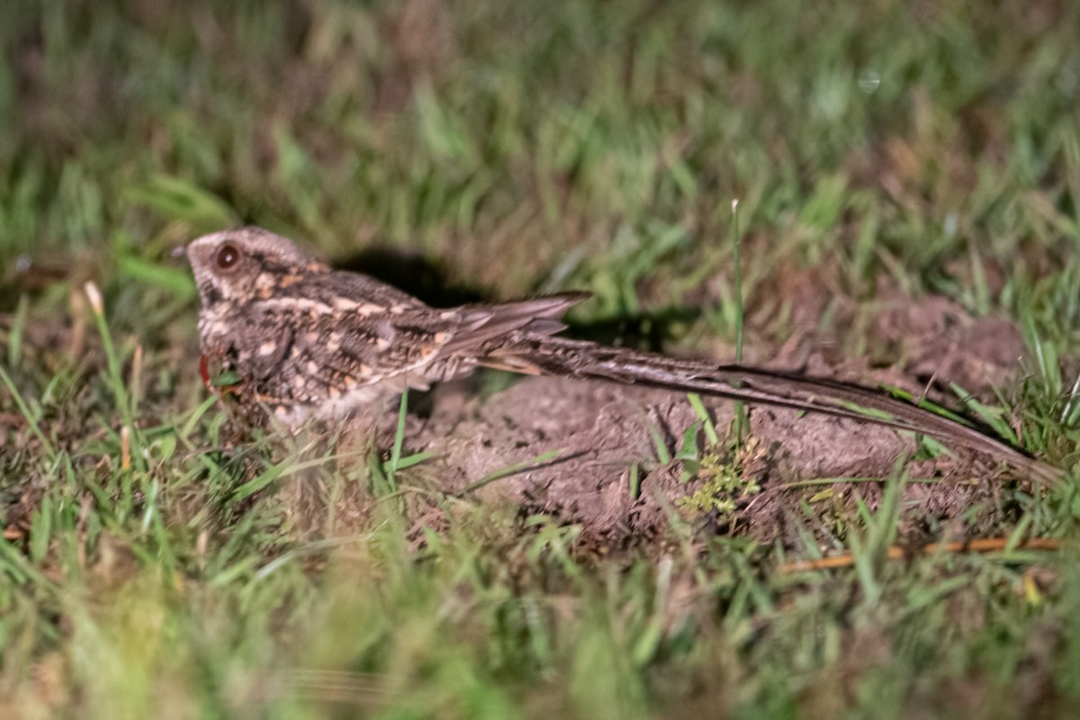 Scissor-tailed Nightjar - Daniel Field