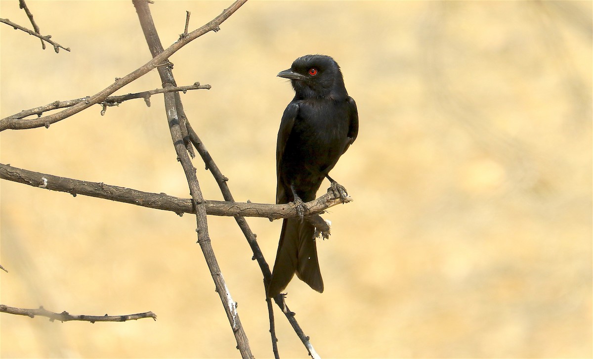 Fork-tailed Drongo - J. Christopher Haney