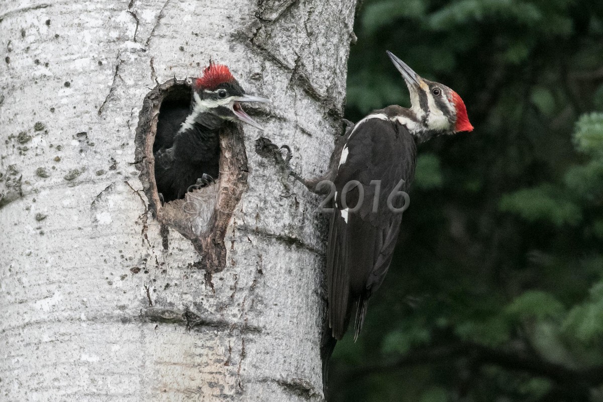Pileated Woodpecker - Sandy Cutting