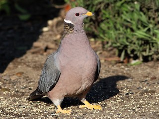 Adult (Northern) - Paul Fenwick - ML308114771