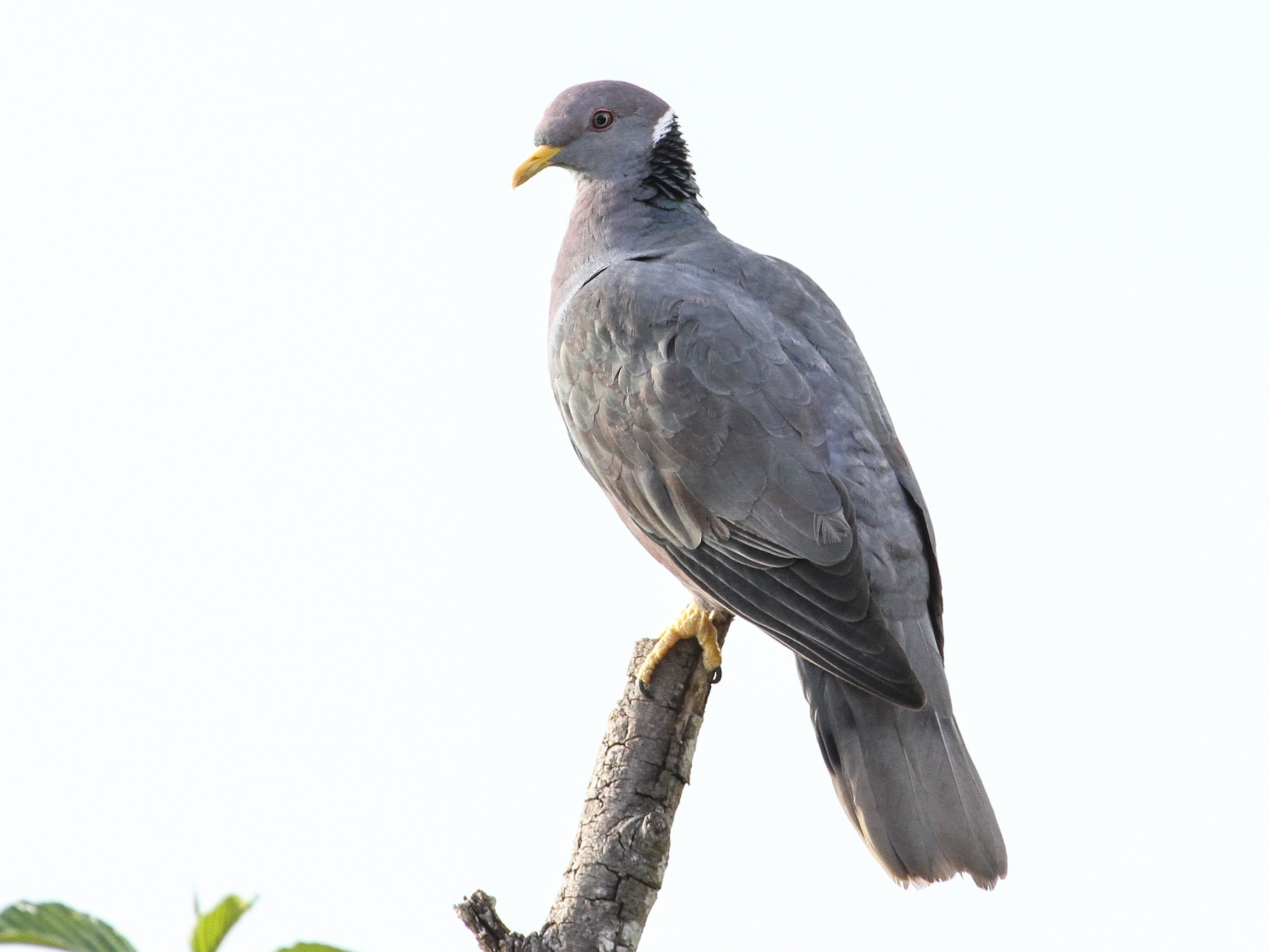 Band-tailed Pigeon - Carlos Funes