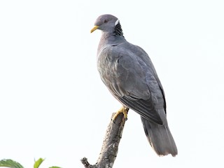 Adult (White-necked) - Carlos Funes - ML308115211