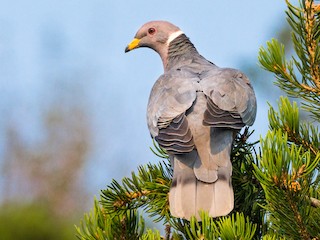  - Band-tailed Pigeon
