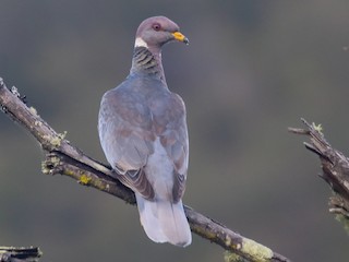 Adult (Viosca's) - Gerardo Marrón - ML308115611