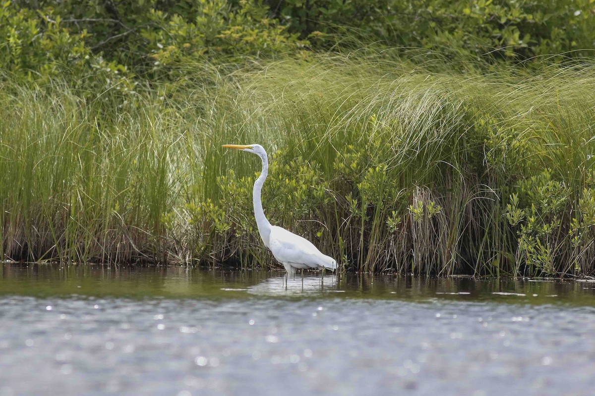 Great Egret - Charmaine Anderson