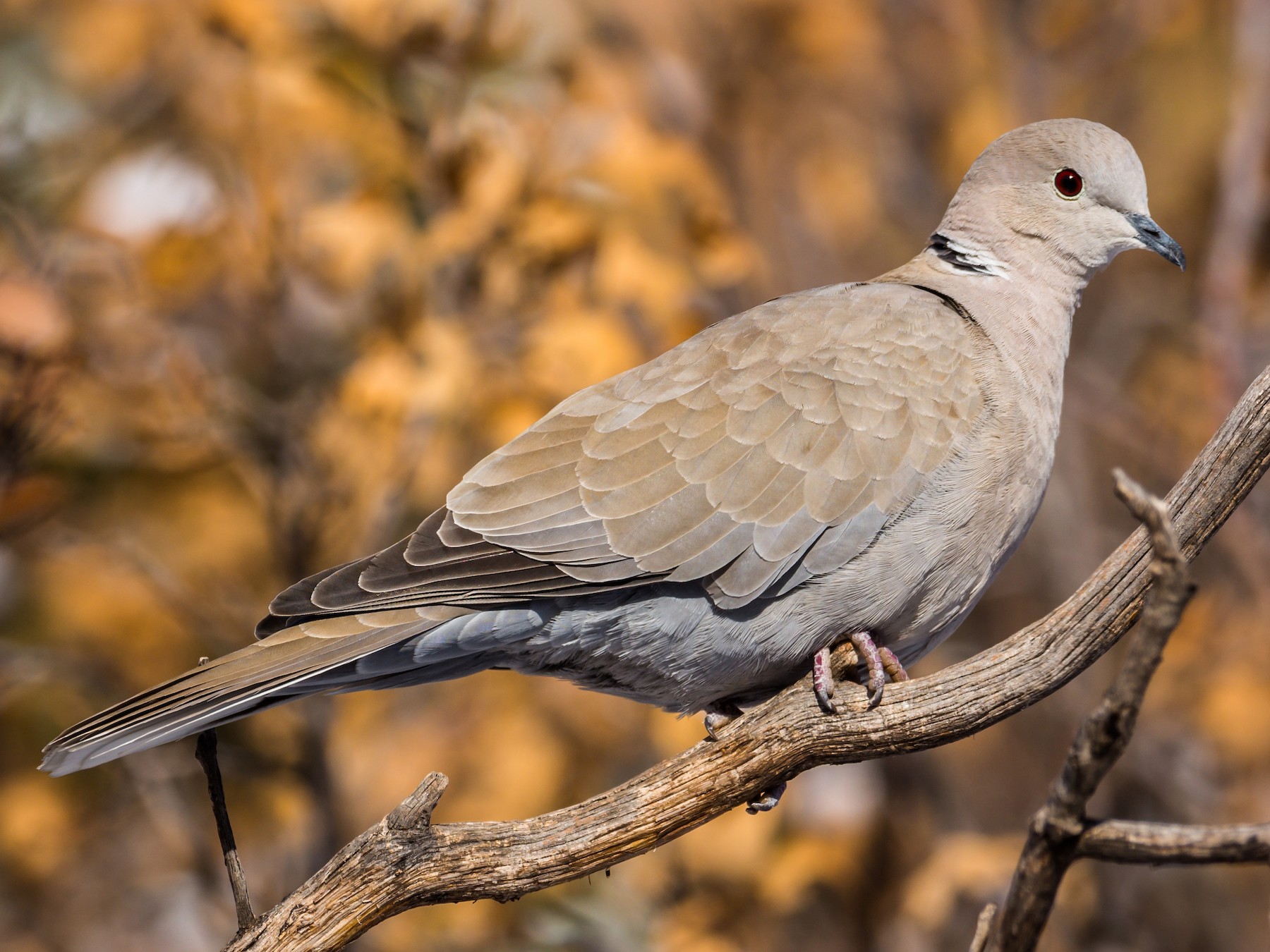 Eurasian Collared-Dove - Jim Merritt