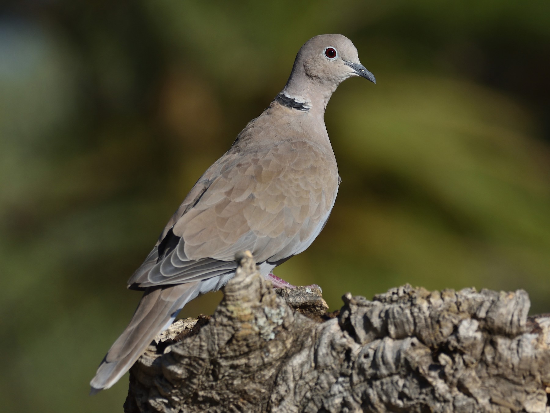 Eurasian Collared-Dove - Santiago Caballero Carrera