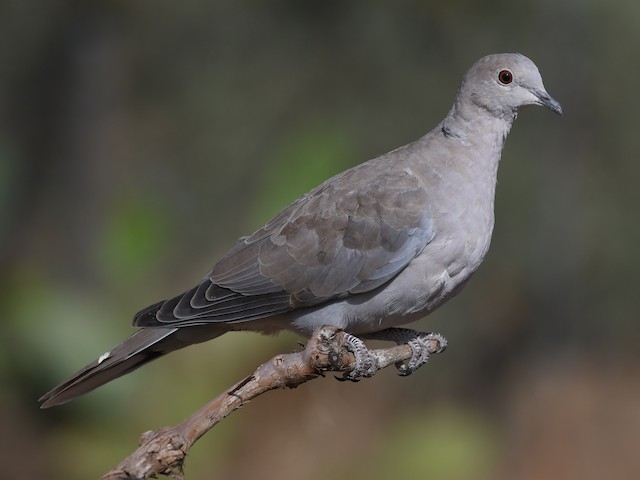 Immature (Eurasian) - Eurasian Collared-Dove - 