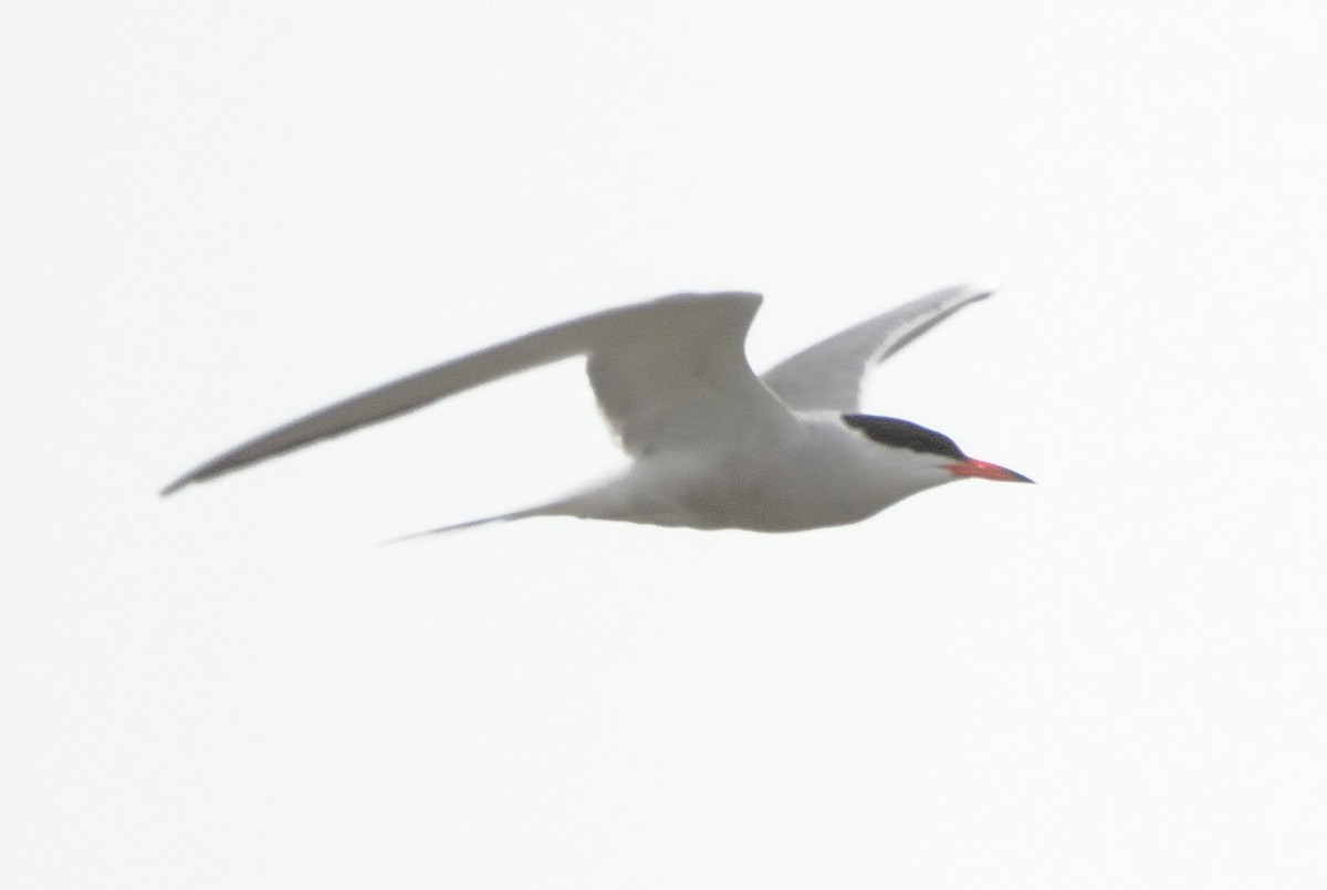 Common Tern - ML30812261