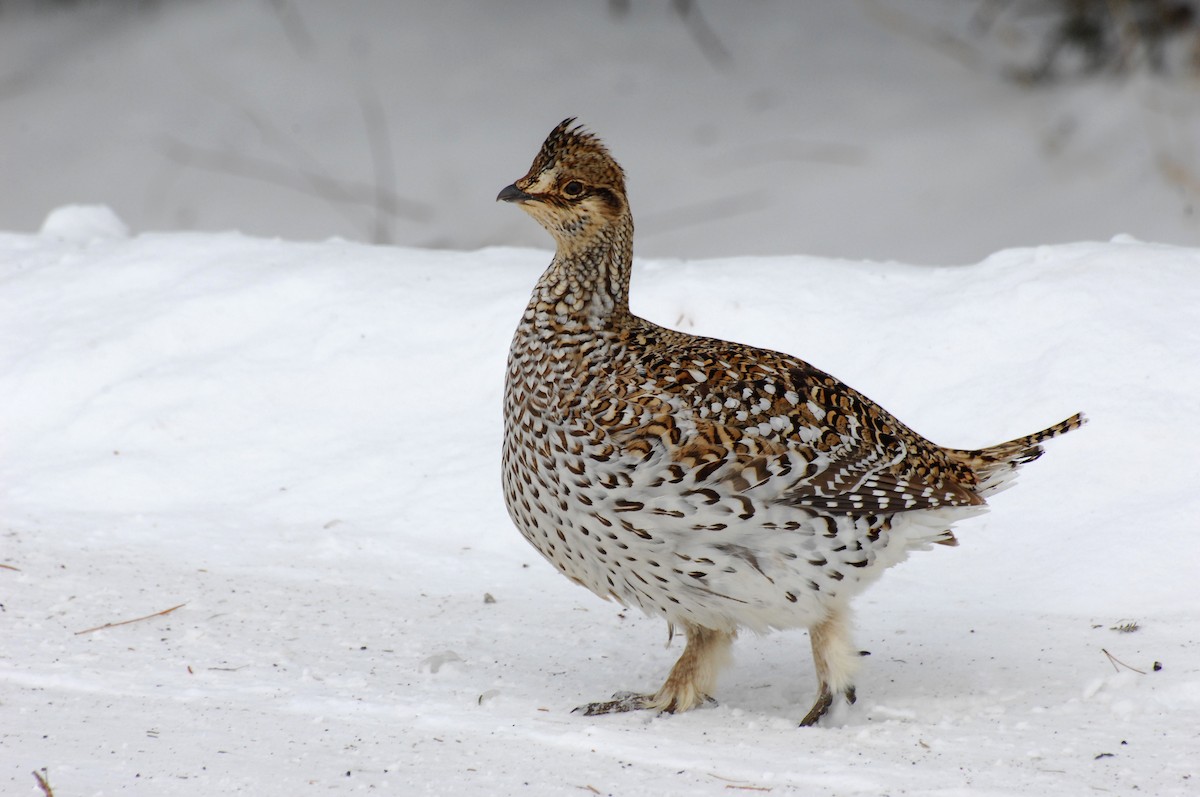 Sharp-tailed Grouse - David M. Bell