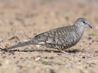Inca Dove