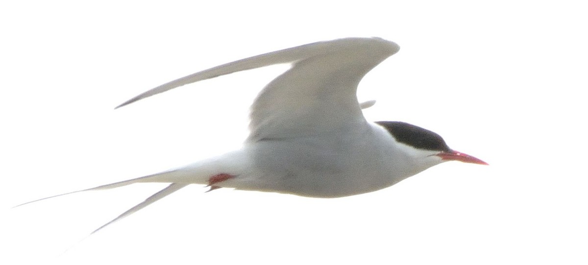 Arctic Tern - ML30812651