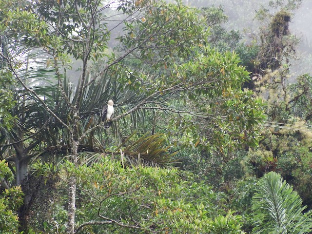 Habitat: humid montane forest in Peru. - Black-and-chestnut Eagle - 