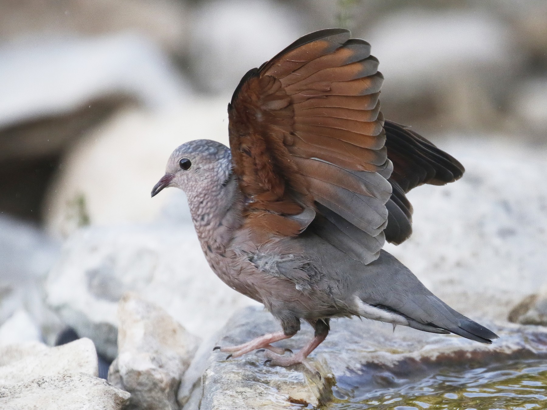 Common Ground Dove - Laura Keene