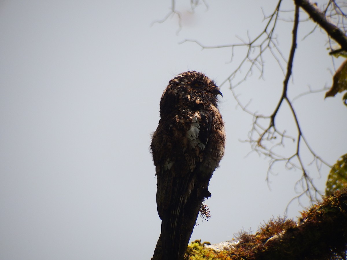Andean Potoo - ML308131871