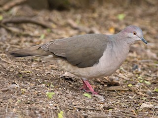  - White-tipped Dove