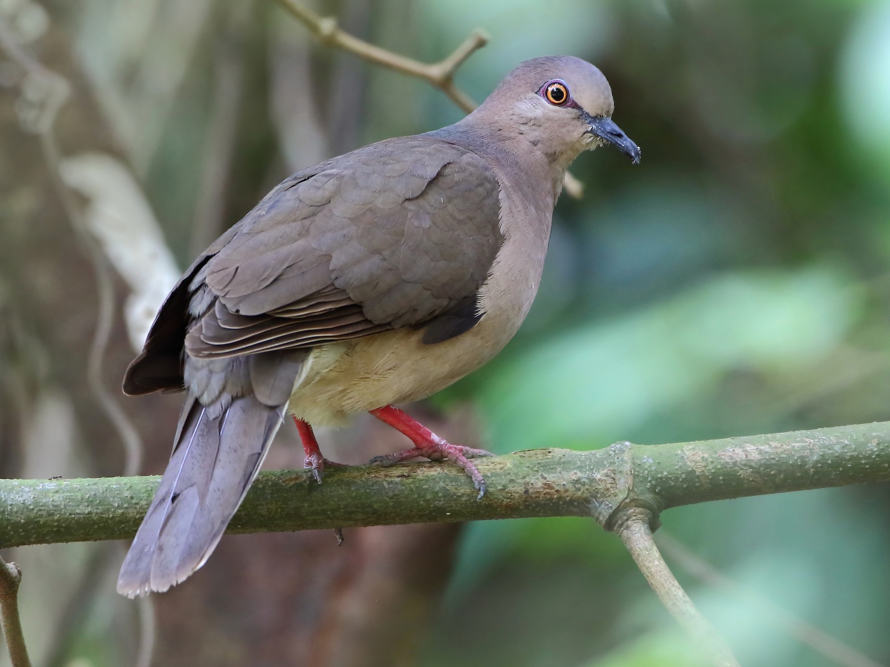 White-tipped Dove - Anselmo  d'Affonseca