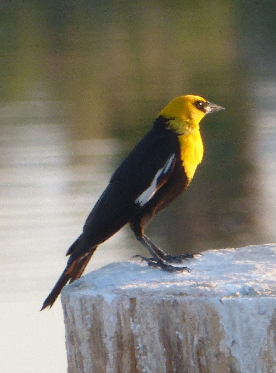 Yellow-headed Blackbird - Howard King