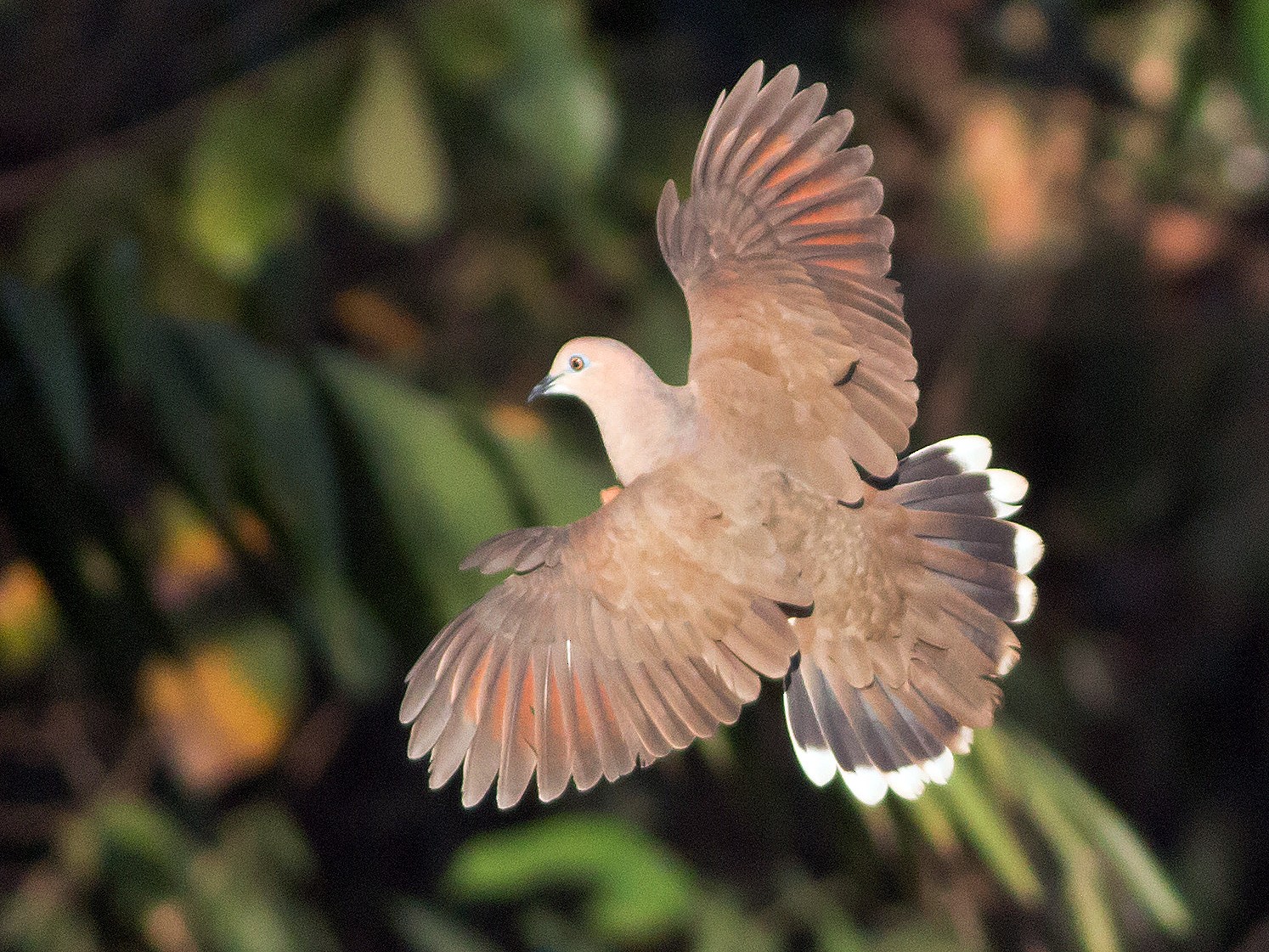 Whitetipped Dove eBird