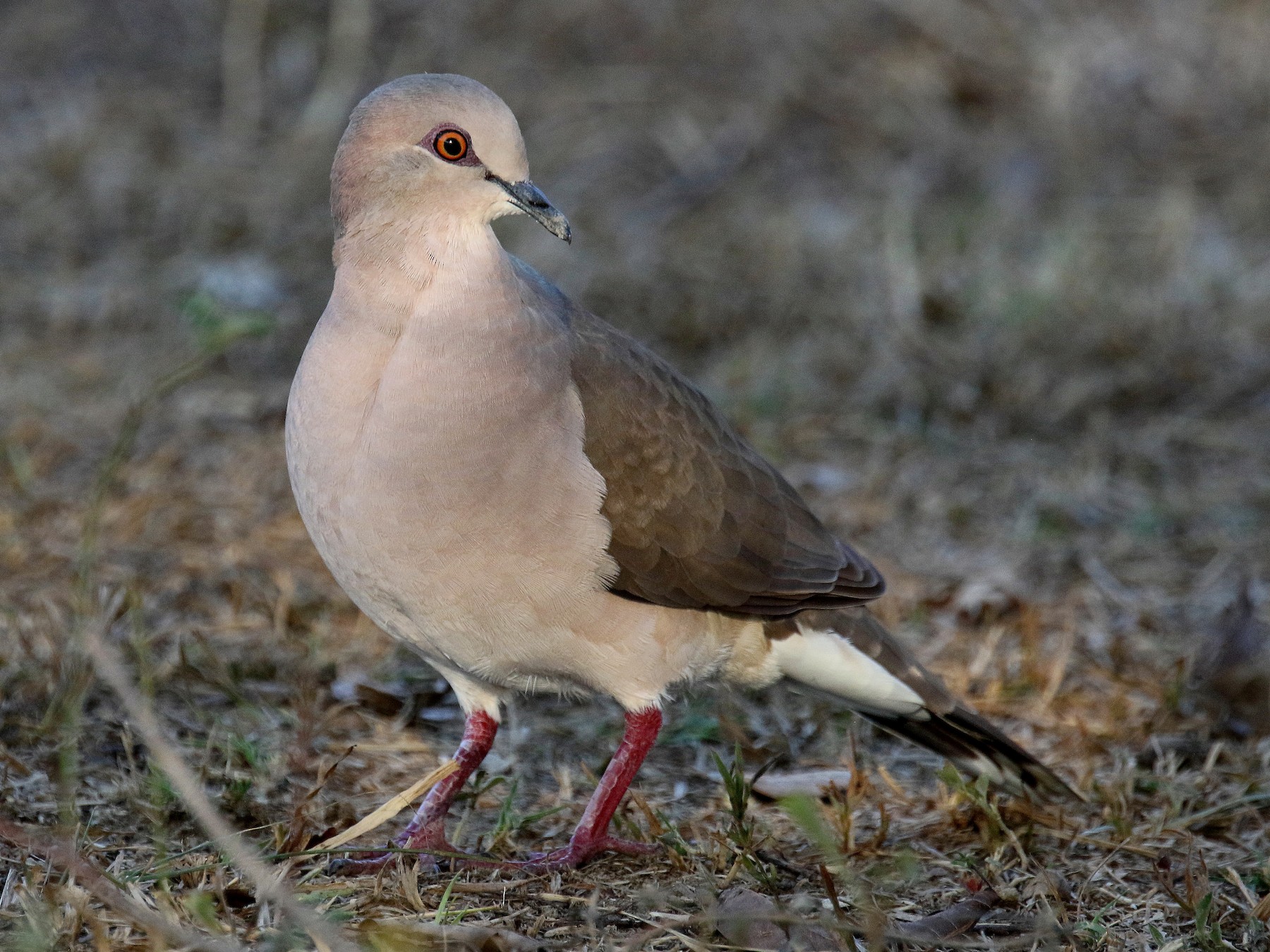 Paloma Montaraz Común - eBird