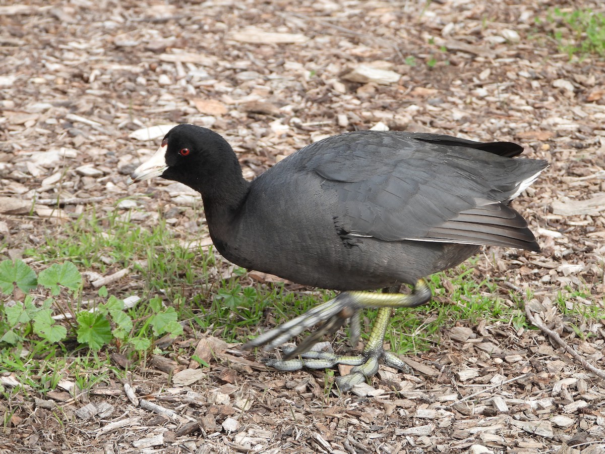 American Coot - Ananth Ramaswamy