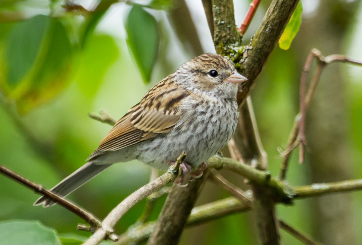 Chipping Sparrow - Ian Burgess
