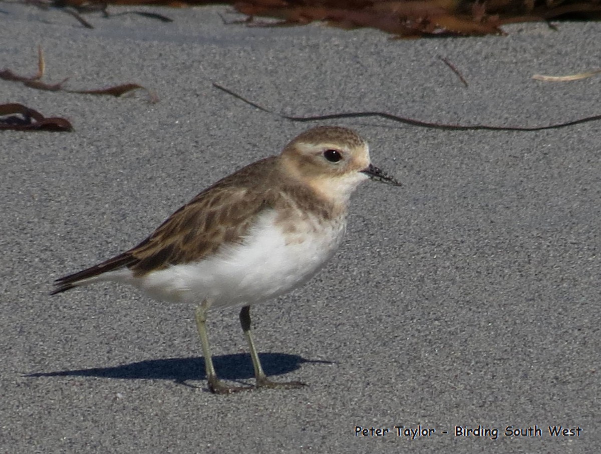 Double-banded Plover - Peter Taylor (ex Birding SW)