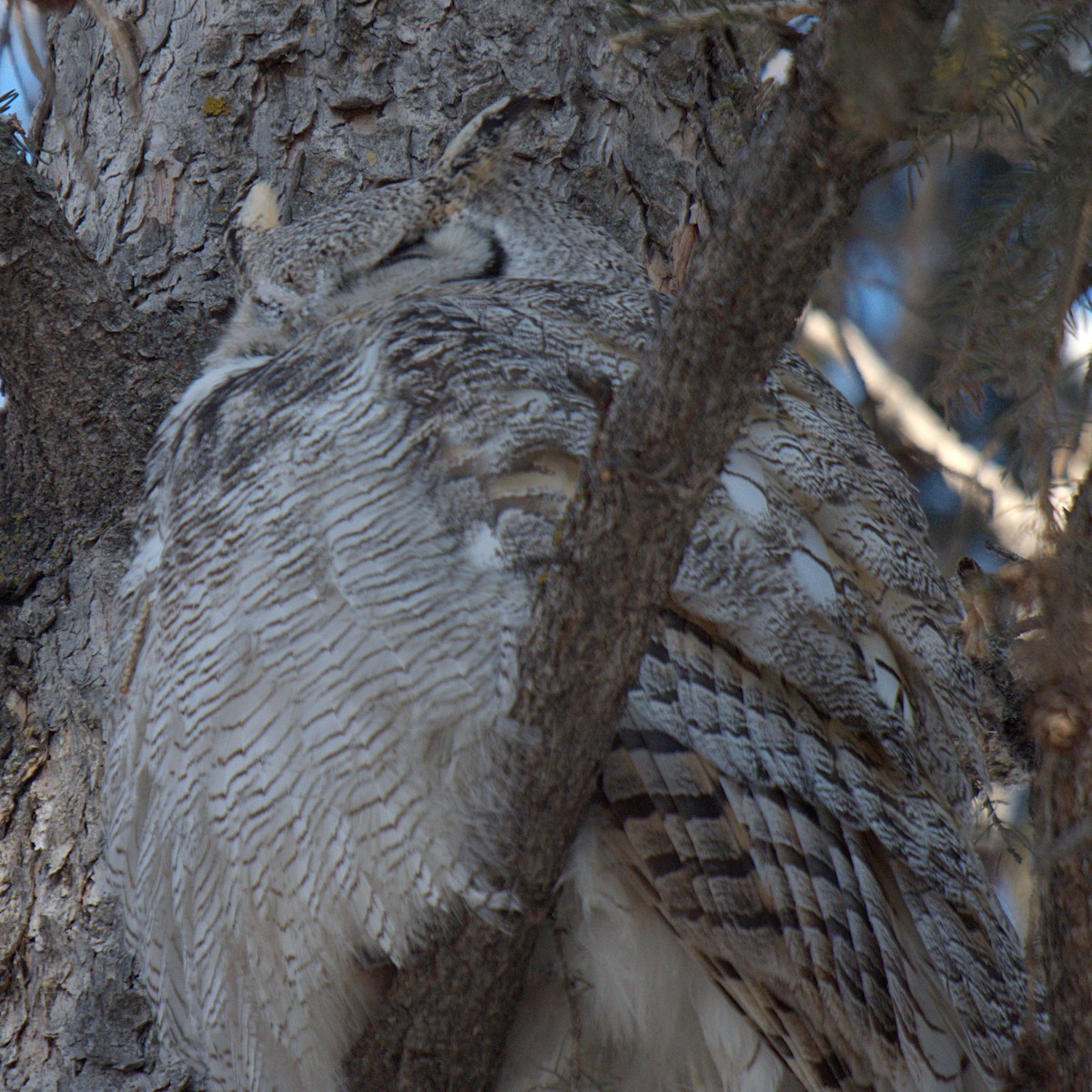 Great Horned Owl - ML308167211