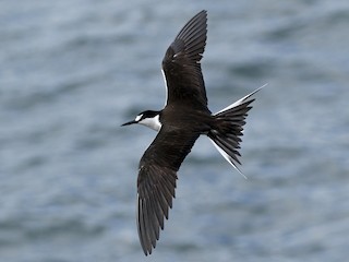 นกเต็มวัยในฤดูผสมพันธุ์ - Adam Bowley - ML308169371