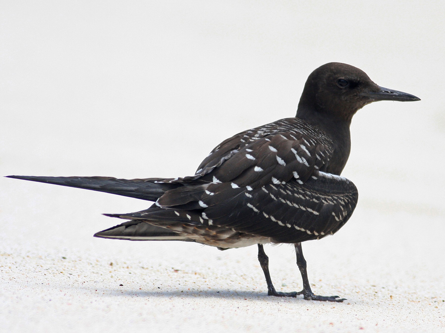 Sooty Tern - Oscar Campbell