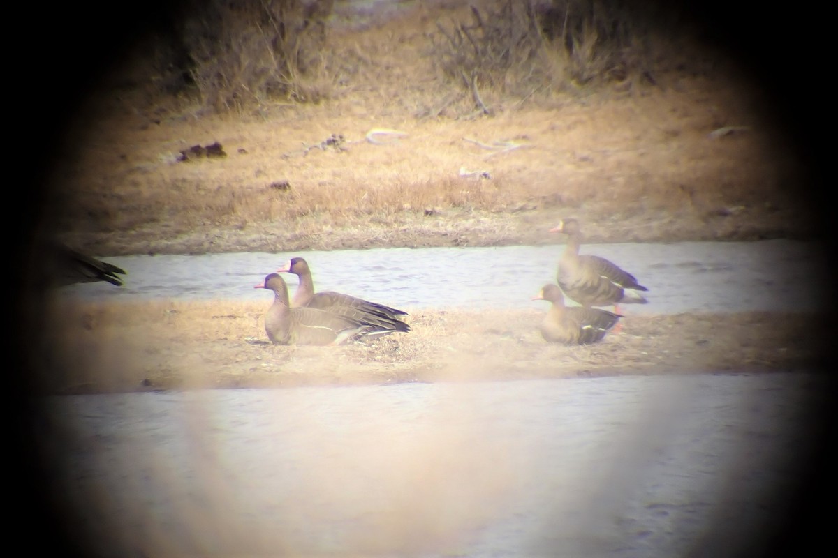 Greater White-fronted Goose - ML308172211