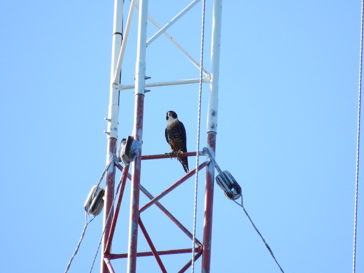 Orange-breasted Falcon - ML308174381