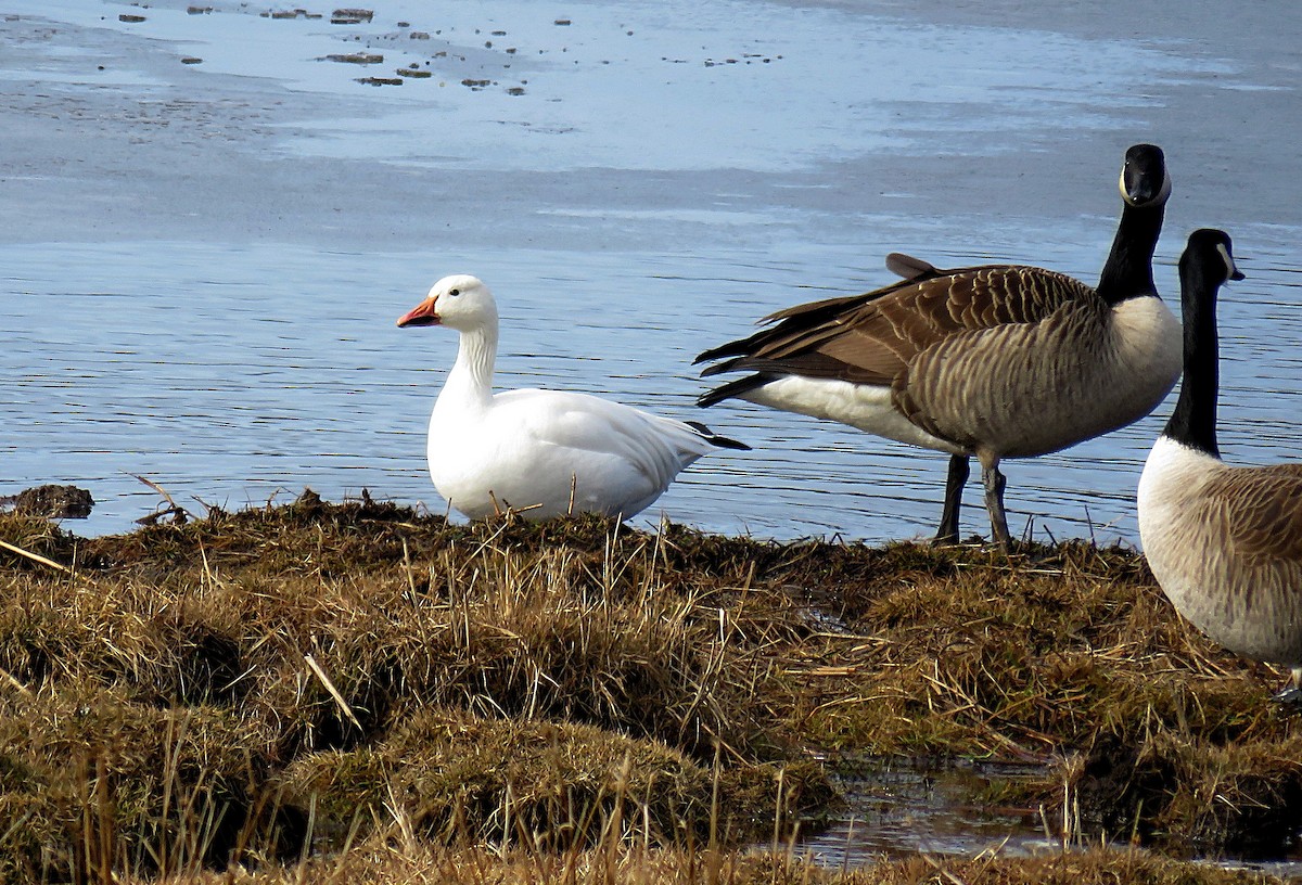 Snow Goose - Laurel Amirault