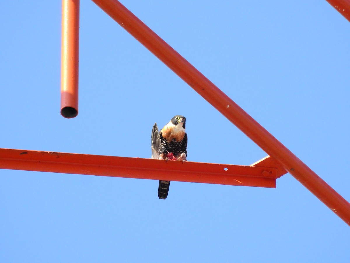 Orange-breasted Falcon - Andrea Aguilera