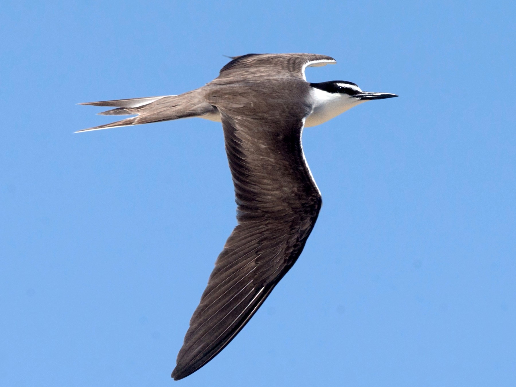 Bridled Tern - David Irving