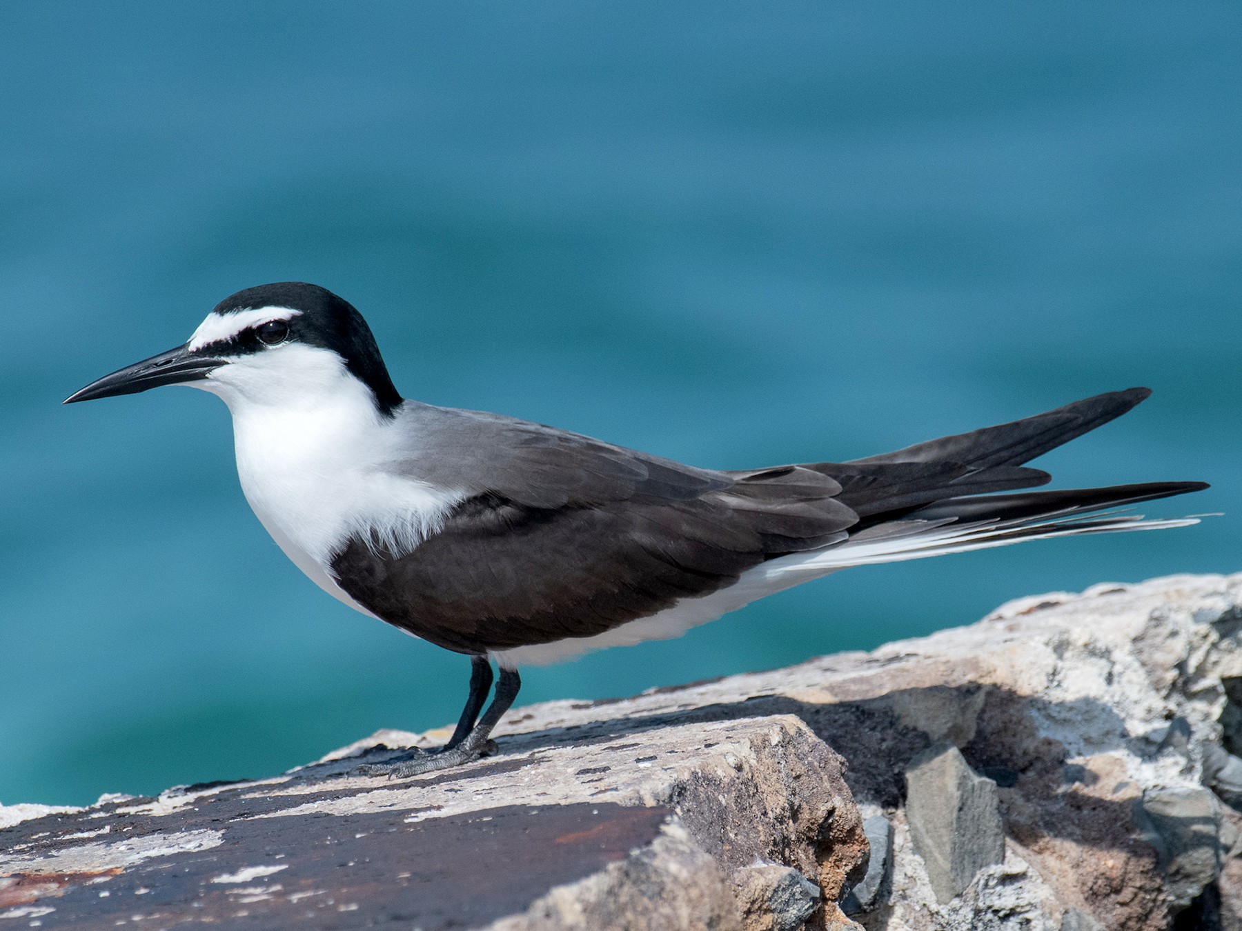 Bridled Tern - Homer Gardin