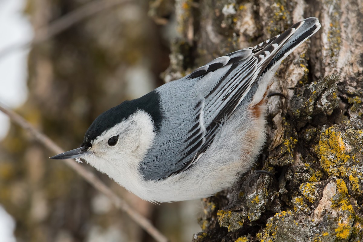 White-breasted Nuthatch - ML308184851
