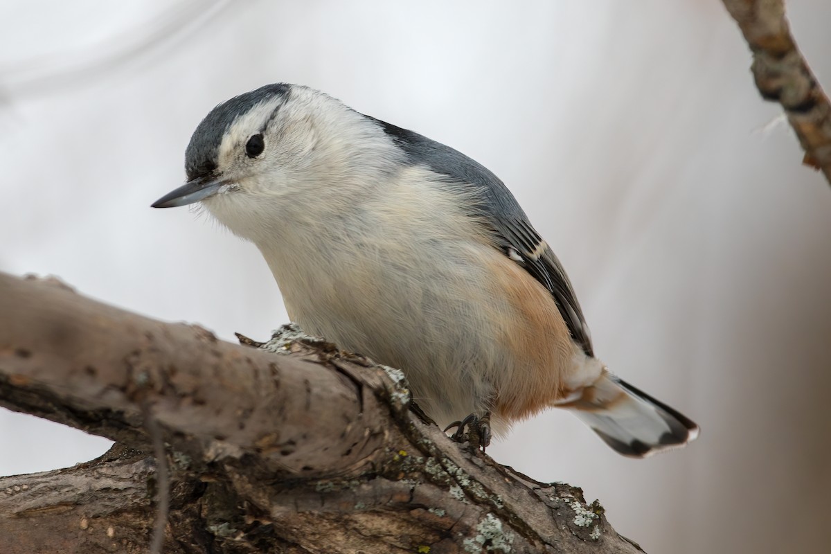 White-breasted Nuthatch - ML308184931
