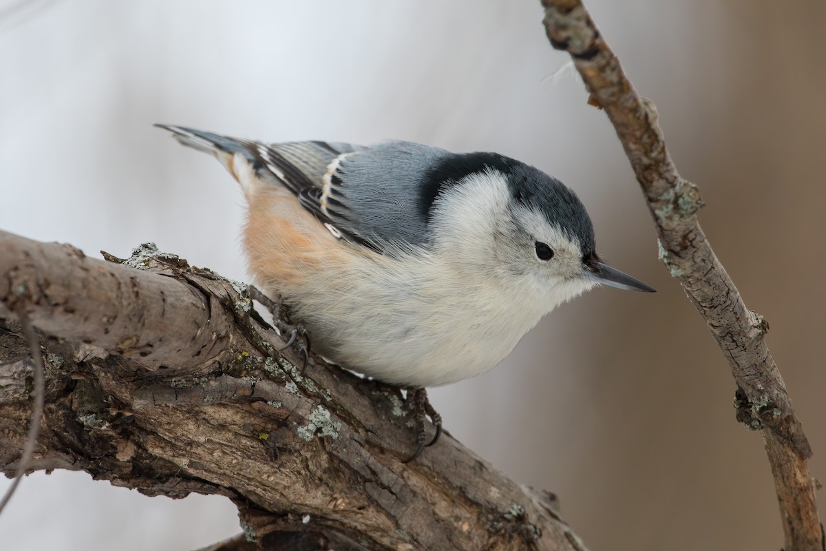 White-breasted Nuthatch - ML308184941