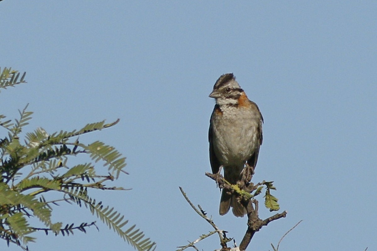 Rufous-collared Sparrow - ML308185791