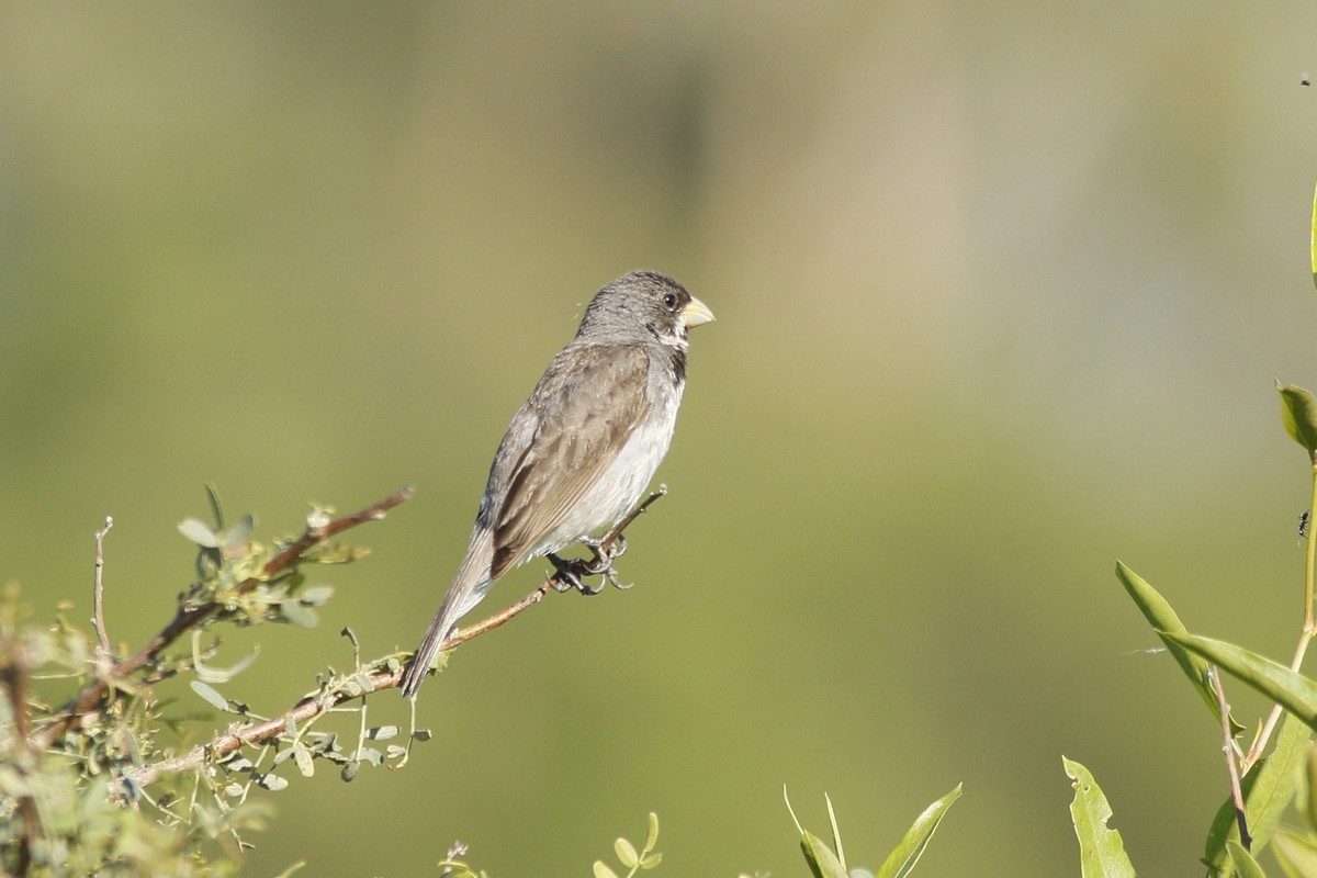 Double-collared Seedeater - ML308185961