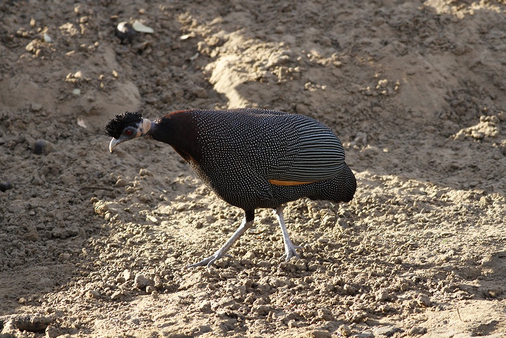 Southern Crested Guineafowl - Carly Wainwright