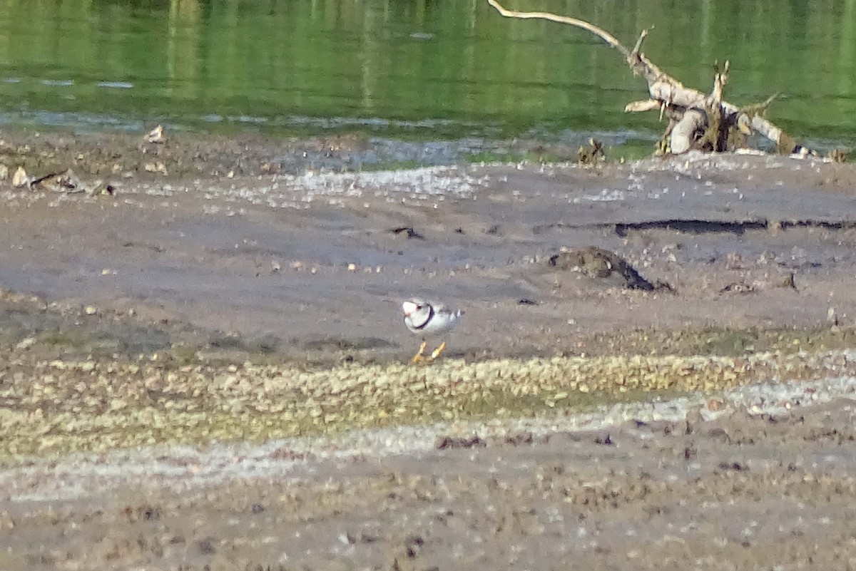 Piping Plover - Anne Pancella