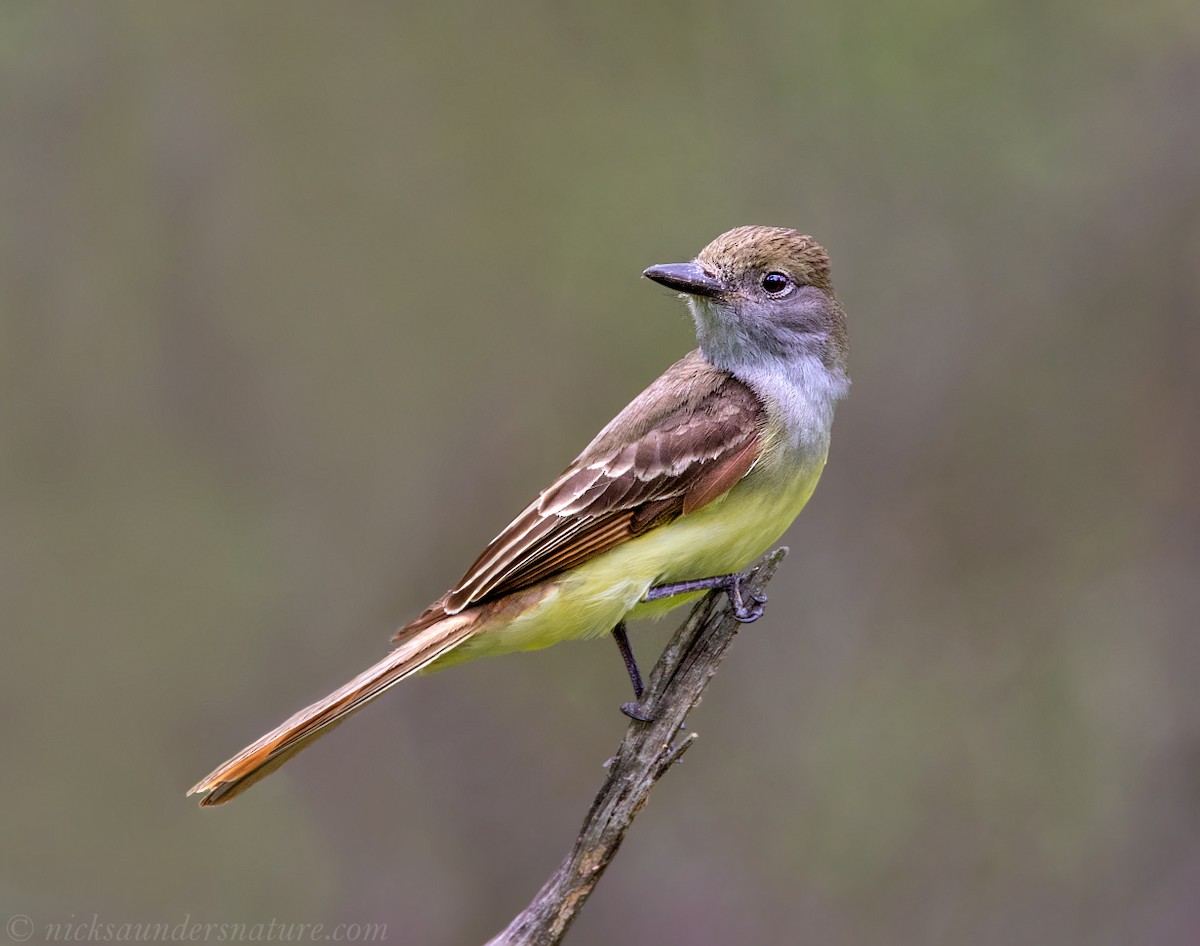 Great Crested Flycatcher - Nick Saunders