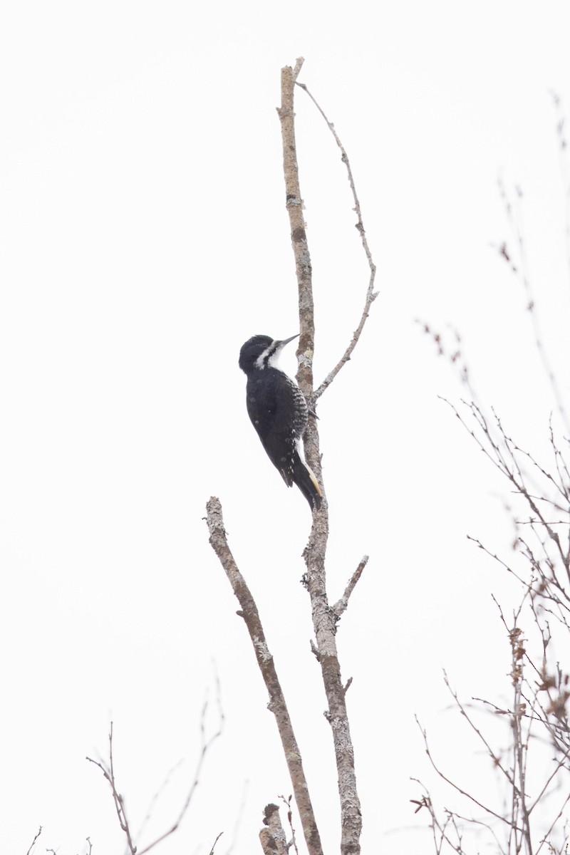 Black-backed Woodpecker - ML308194701